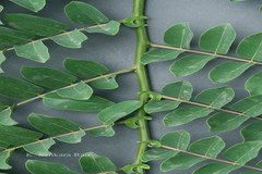 Cassia indochinensis